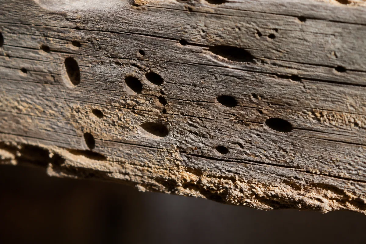 Gros plan de bois piqué de petits trous de sortie sur une poutre ancienne